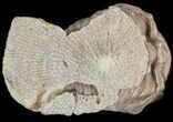 Bargain Kainops Trilobite With Bryozoan - Oklahoma #42847-3